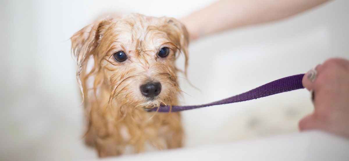 Koliko često treba kupati psa?