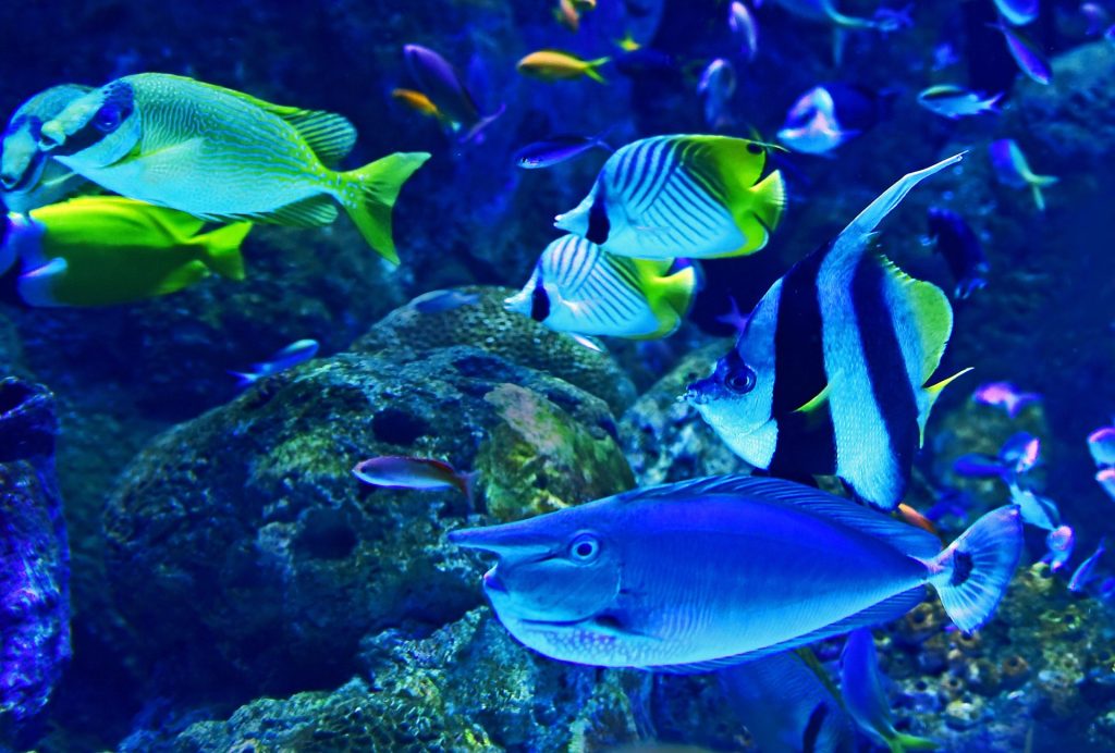 Kako da adekvatno održavate akvarijum sa ribicama