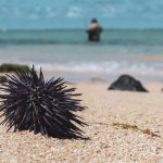 Evo šta treba da radite kada zgazite morskog ježa