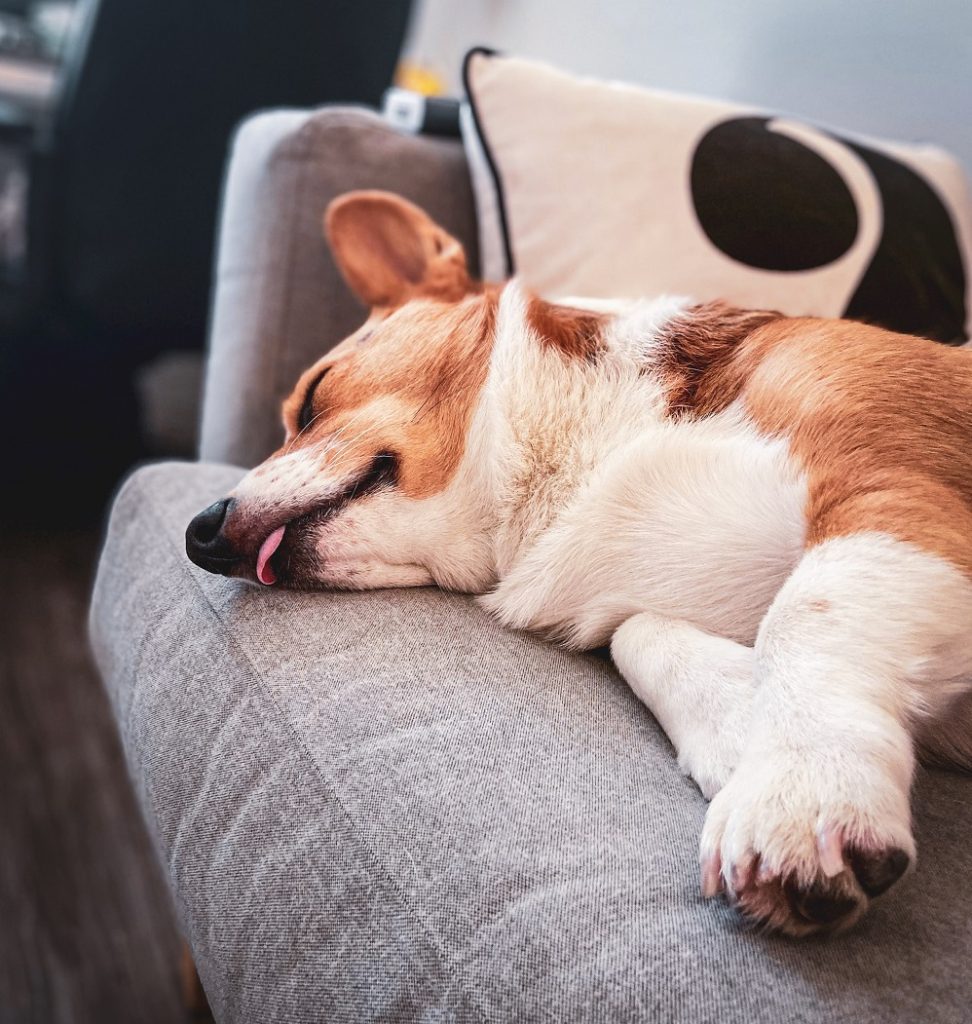 Šta nam govori položaj tela psa tokom spavanja? Evo 4 najčešće poze