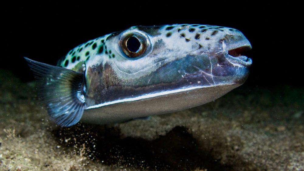 Najotrovnija riba pojavila se u Jadranu: Otrov joj je sto puta jači od cijanida