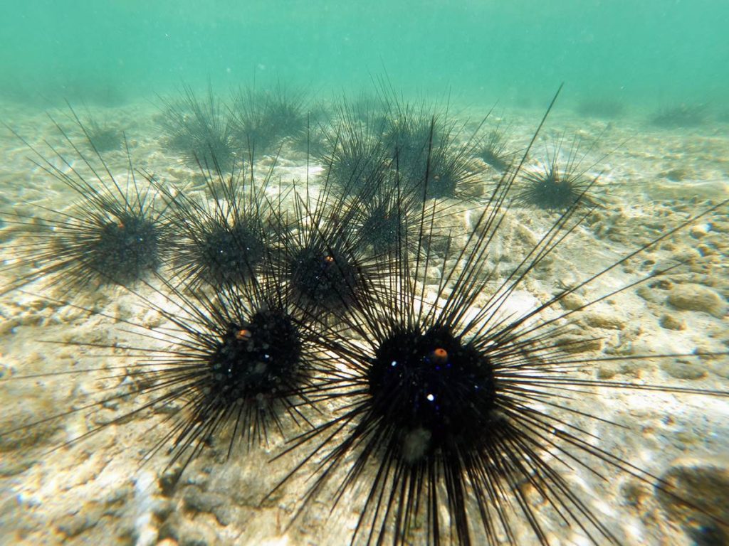 Evo šta treba da radite kada zgazite morskog ježa