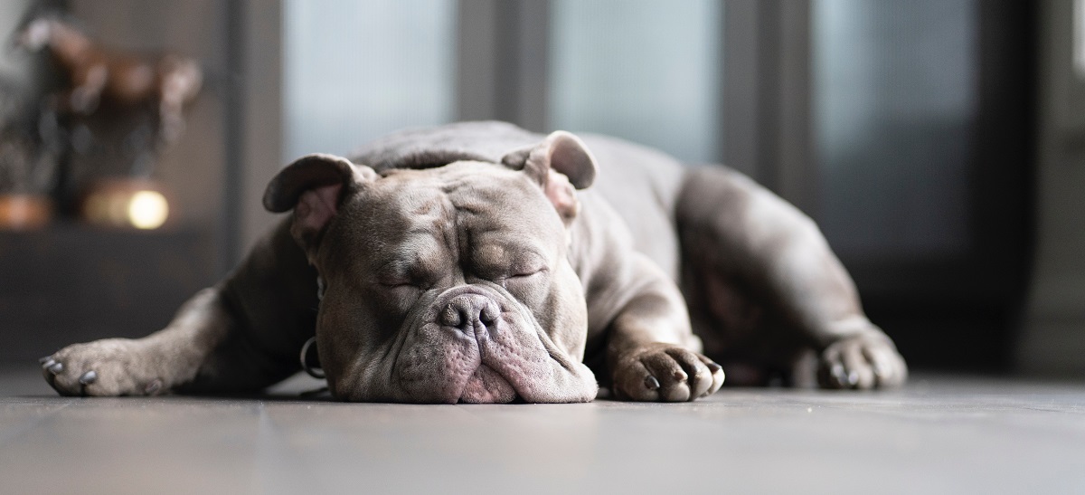 Šta nam govori položaj tela psa tokom spavanja? Evo 4 najčešće poze