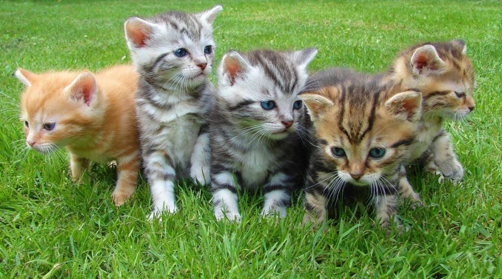 Šta se krije iza verovanja da mačke imaju devet života?