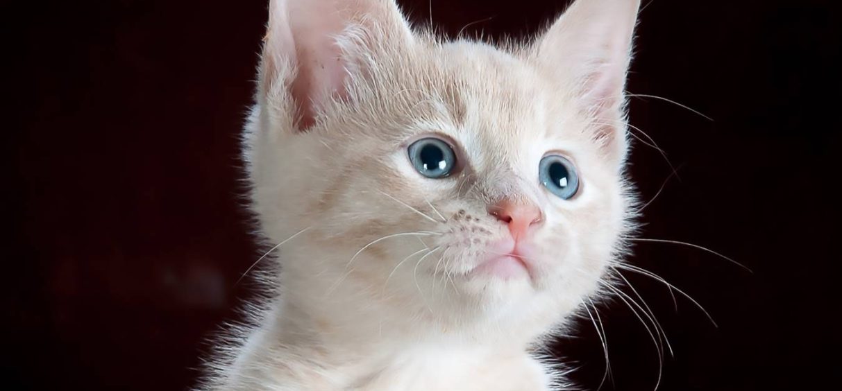 Šta se krije iza verovanja da mačke imaju devet života?