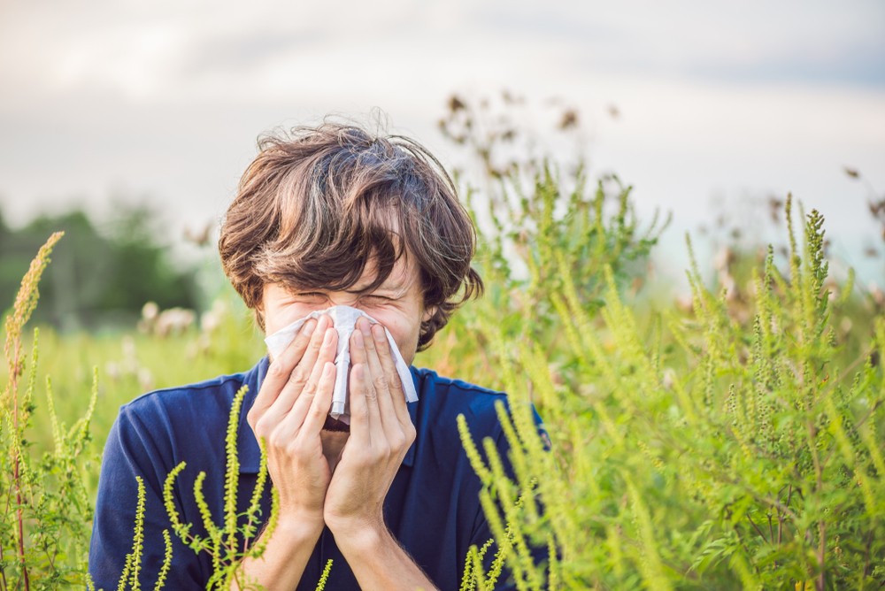 Cvetanje ambrozije je u jeku: Imamo detaljan priručnik kako da preživite simptome alergije