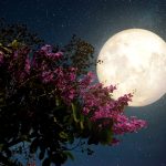 Super pun mesec u Vodoliji stiže 12. avgusta: Najveći uticaj imaće na ova 4 znaka