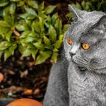 Da li mačke smeju da jedu voće?