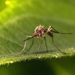 Njabolji sprej za komarce može da napravi svako od nas, i potpuno je prirodan