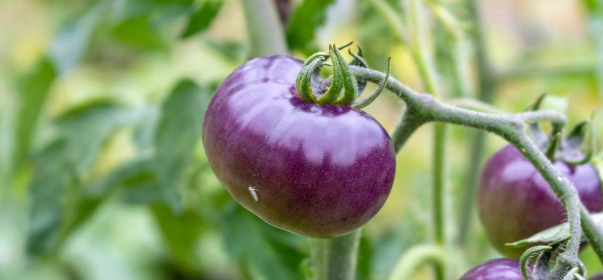 Da li biste probali ovaj ljubičasti paradajz? Kažu da je zdraviji od običnog