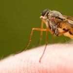 Neki ljudi su zaista „magneti za komarce“, pokazalo je istraživanje