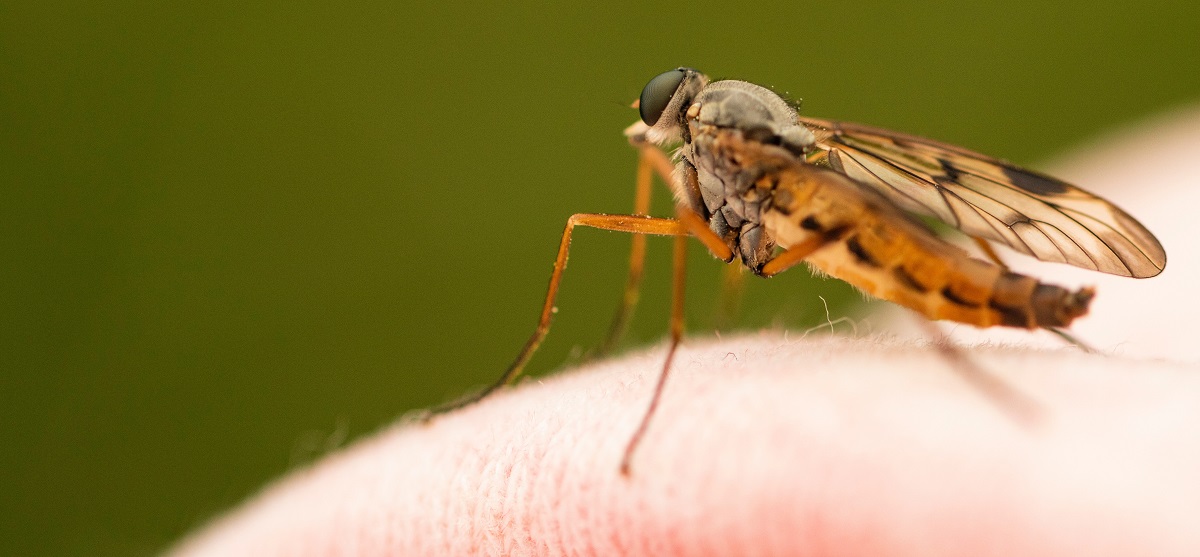 Neki ljudi su zaista „magneti za komarce“, pokazalo je istraživanje