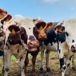 Novi Zeland planira da uvede porez na emisije metana koje dolaze od krava i ovaca