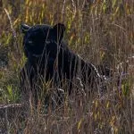 Biolozi smatraju da nema dokaza o postojanju pantera kod Apatina: šta onda ljudi traže već nekoliko dana?