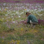Pustinja Atakama u cvatu: Prizor koji se može videti jednom u 5 godina