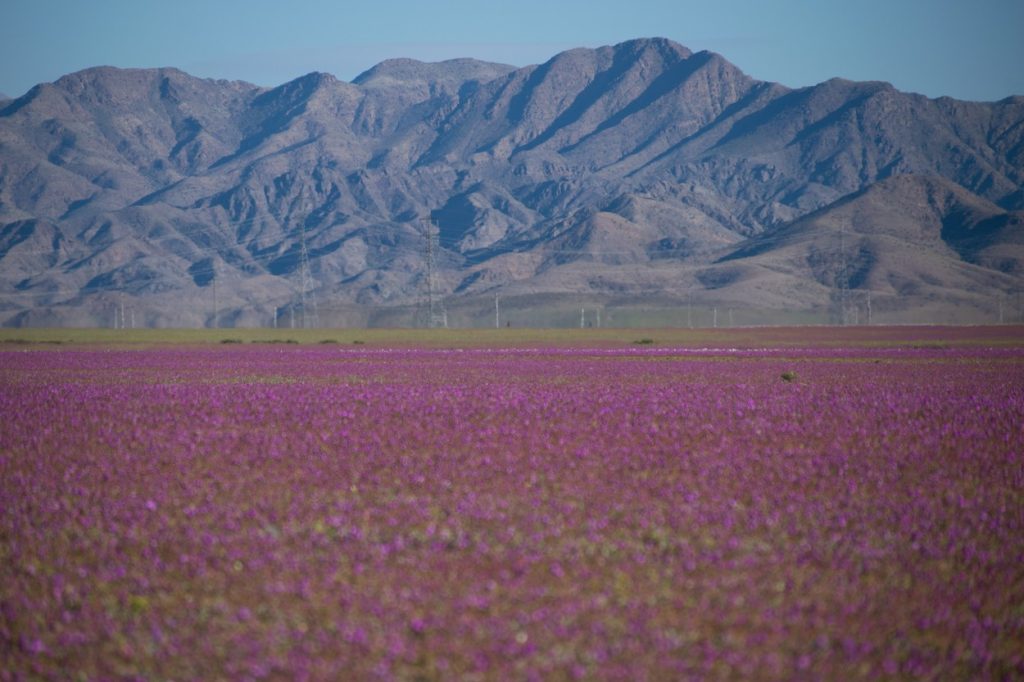 Pustinja Atakama u cvatu: Prizor koji se može videti jednom u 5 godina