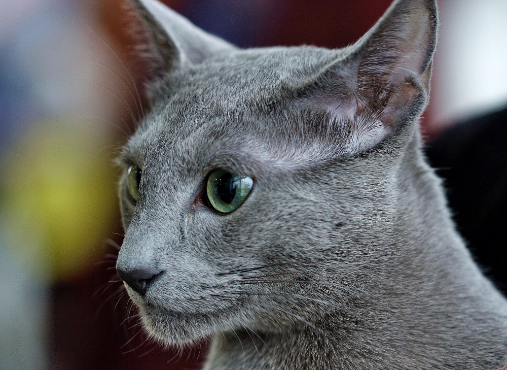 Deset najskupljih rasa mačaka na svetu