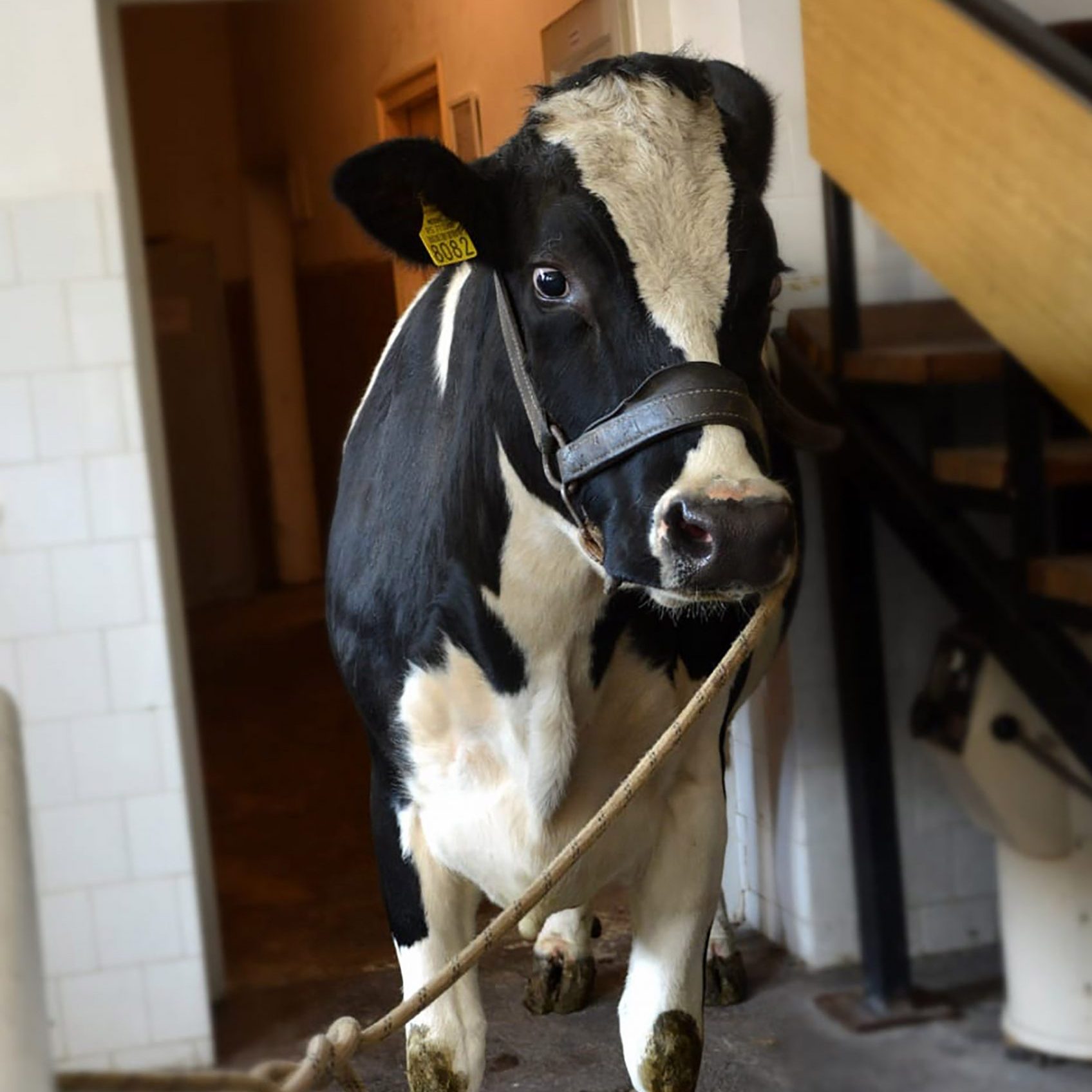 "Ja se sad gušim u suzama": Otkrili smo šta se desilo sa kravom Slavicom za čiji su se život borili studenti veterine