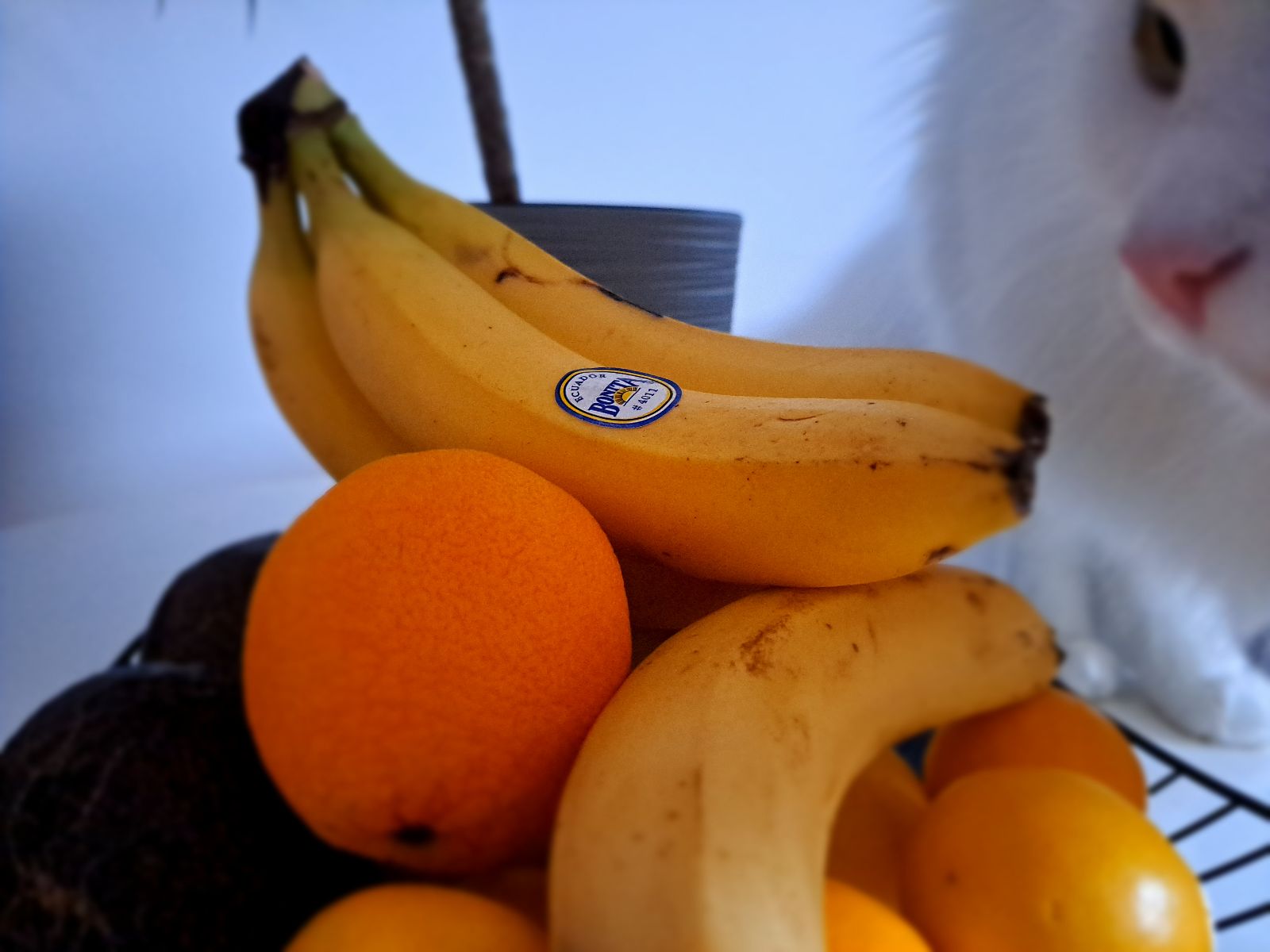 Šta sve otkrivaju nalepnice na bananama: Obratite pažnju na brojeve