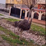 Snimak ptice trkačice iz Srema je dokaz da je Srbija jedan veliki Zoo vrt