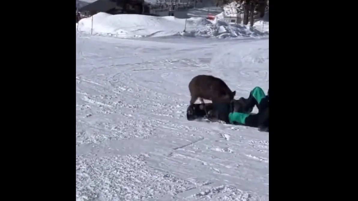Škola skijanja na drugačiji način: Instruktor je divlja svinja i nije nimalo miroljubiva