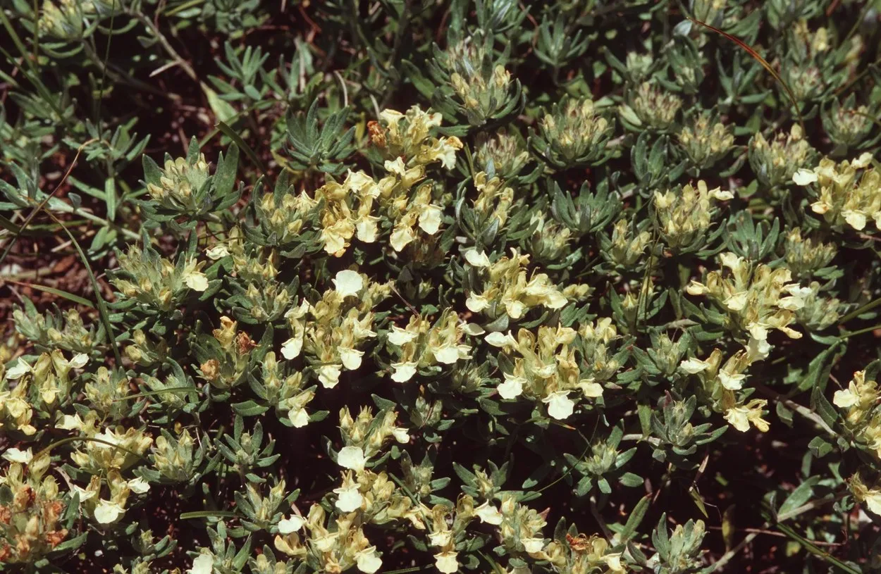 Čaj od ive: Zaboravljena biljka koja čuva celo telo