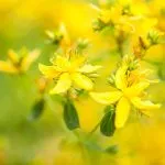 Čaj od kantariona: Evo za šta je dobar