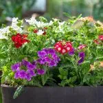 Verbena: Kako da je posadite i negujete