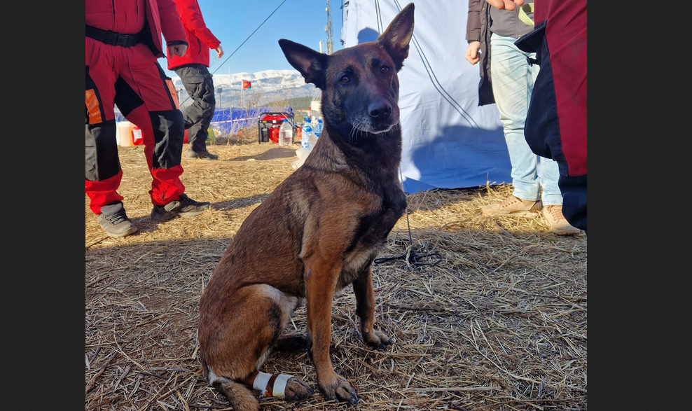 Pas koji vredi kao 30 ljudi: Tora se vratila kao zvezda iz Turske, i to potpuno zasluženo