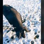 Da li je ovo najpoznatija svinja u Srbiji: Preko 10 hiljada ljudi svakog dana gleda njegove avanture