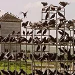 Strah od nepoznatog, priroda uzvraća udarac i reditelj koji navija za „negativce“: 60 godina kultnog horora „Ptice“