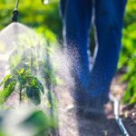 Da li je moguće zaštititi baštu od štetočina bez hemijskih pesticida?