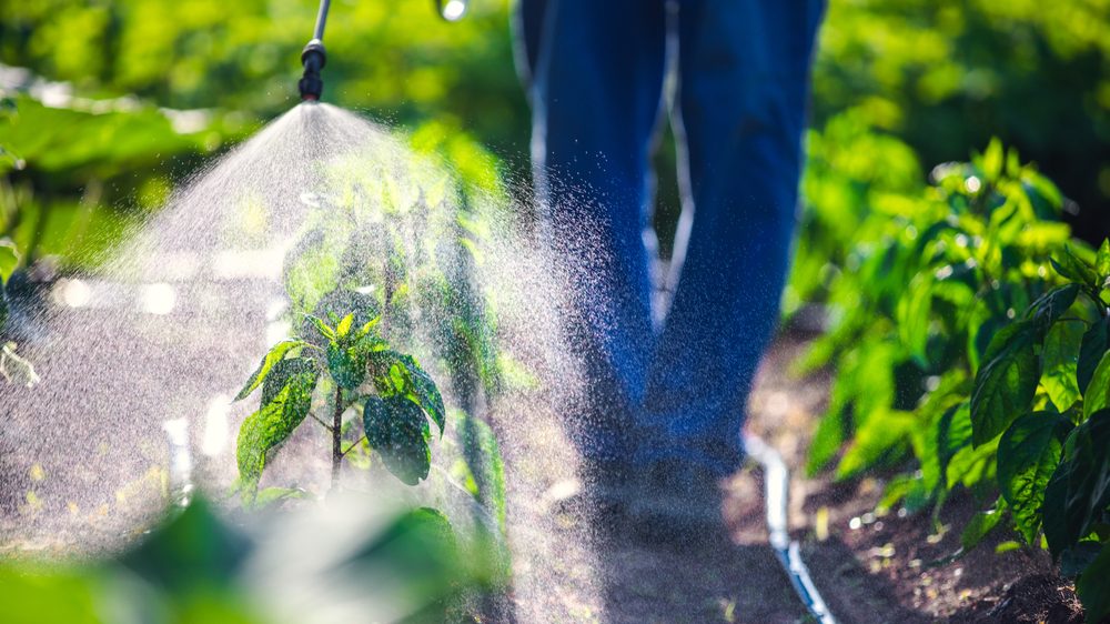 Da li je moguće zaštititi baštu od štetočina bez hemijskih pesticida?