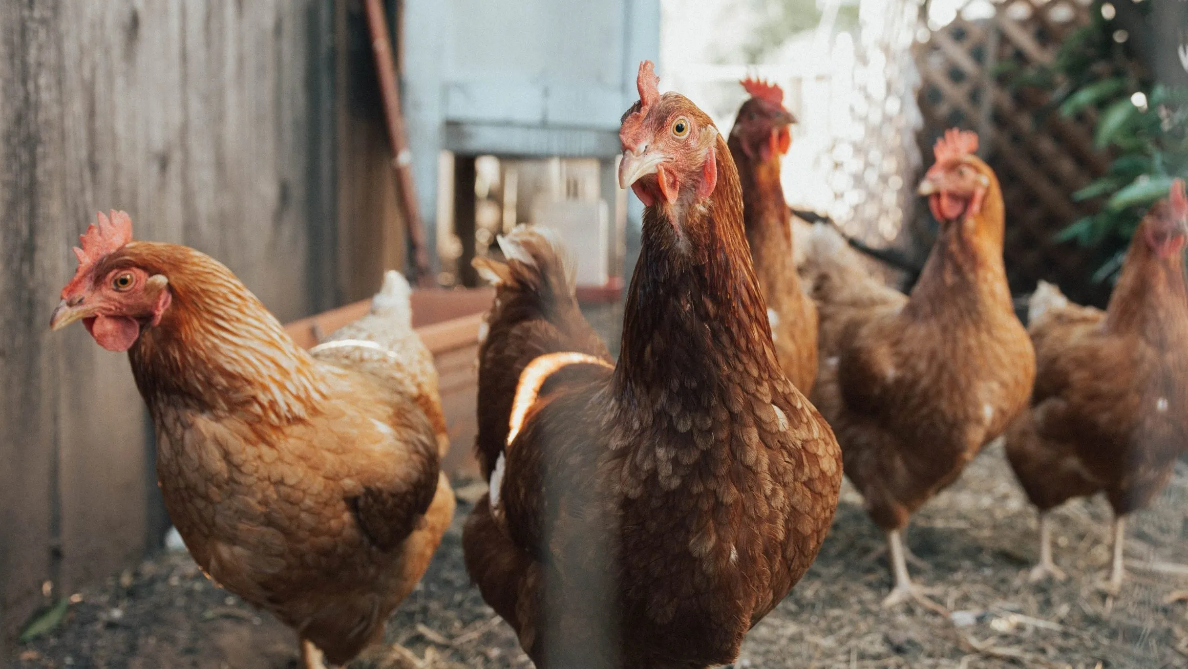 Zbog slike piletine kupljene u Novom Sadu smo postali vegetarijanci: Šta je tačno ovo zeleno?