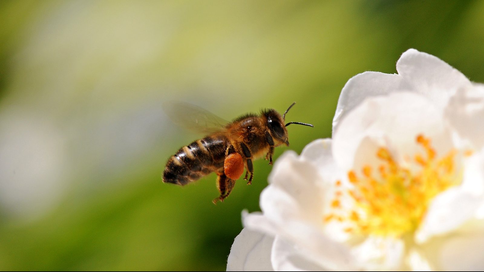 Kako da budete dobar komšija pčelama i drugim oprašivačima?