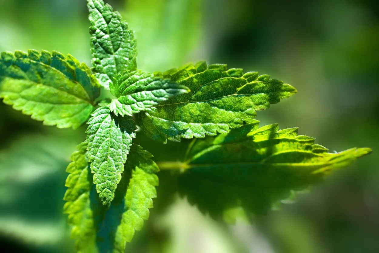 Za šta je sve dobar sok od koprive i kako ga napraviti