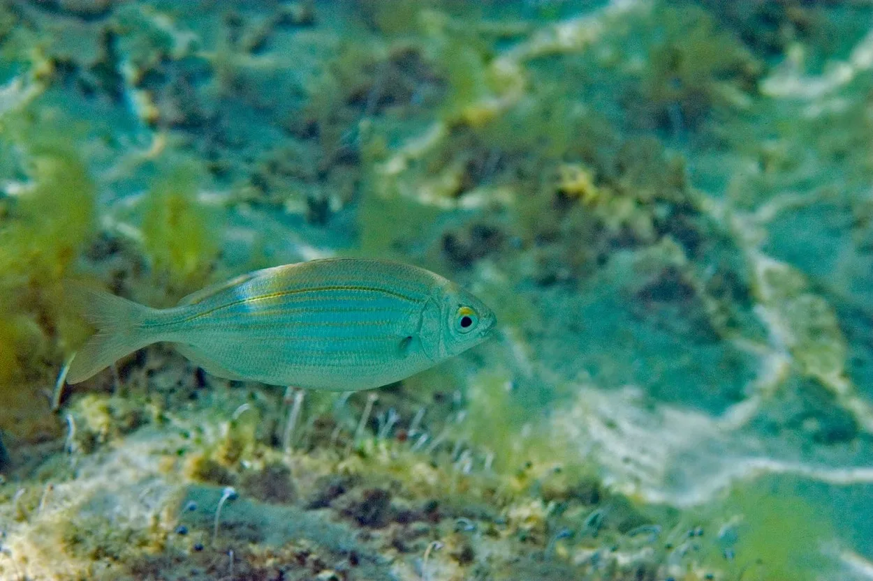 Riba koja živi u Jadranu može da izazove halucinacije koje traju i po tri dana: Pre nego što je poručite od konobara tražite jednu stvar Riba koja živi u Jadranu može da izazove halucinacije koje traju i po tri dana: Pre nego što je poručite od konobara tražite jednu stvar