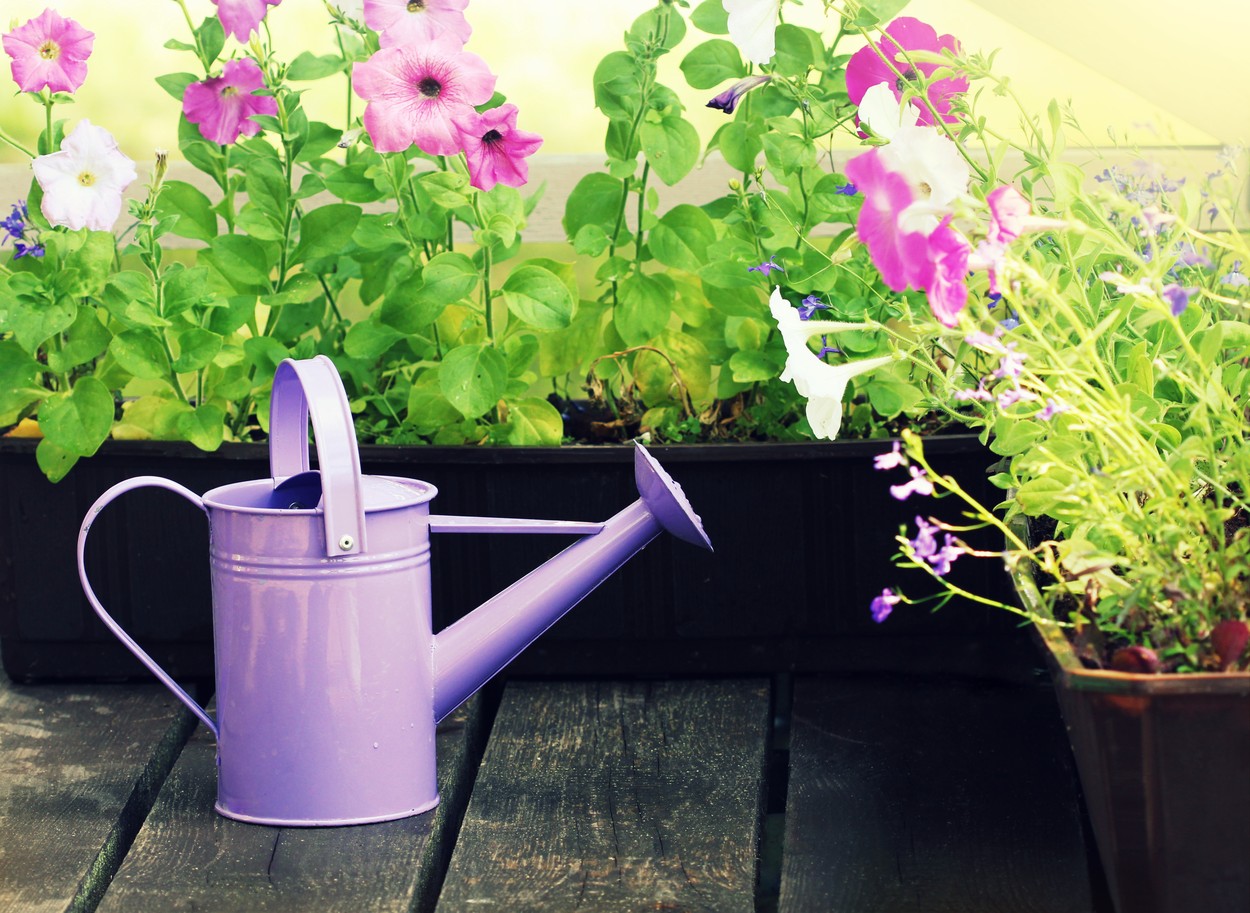 Dragoljub ili Mirisni zec: Evo nekoliko biljaka savršenih za vaš balkon
