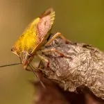 Zašto ima toliko smrdibuba i da li to ima veze sa klimatskim promenama?