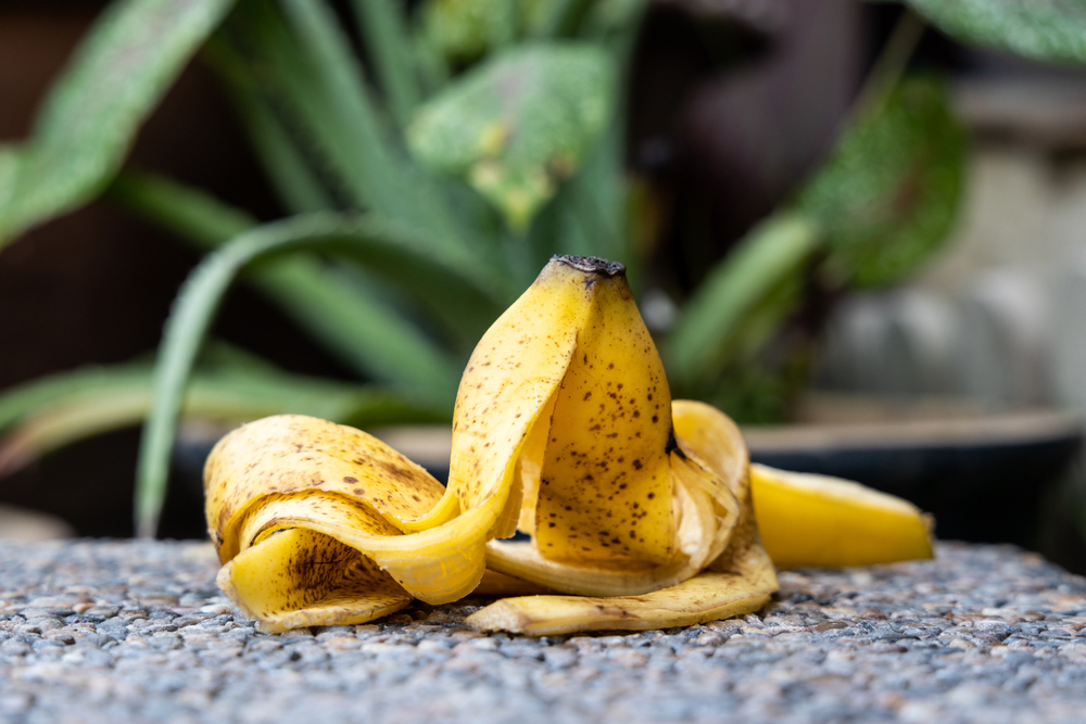 Dva načina na koja će kora od banane oživeti kućno cveće bolje od kupovnog đubriva