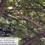 Ogromna zmija na drvetu prepala Vračarce, a sad je otkriveno koja je vrsta: "Ove zmije su stari stanovnici Beograda"