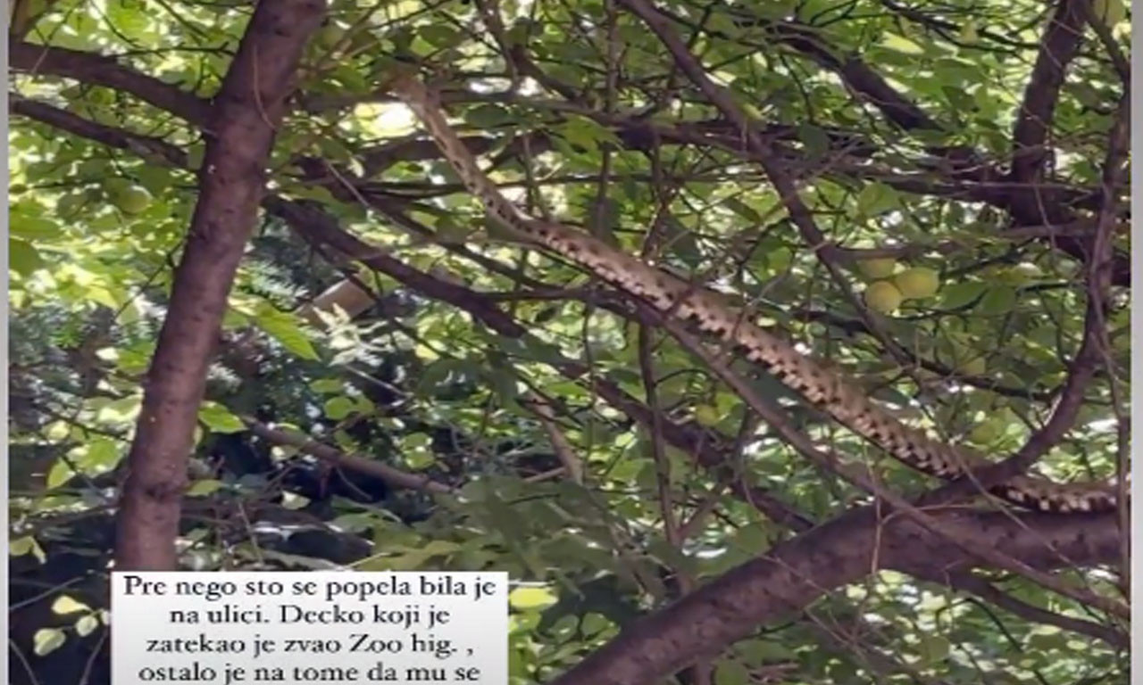 Ogromna zmija na drvetu prepala Vračarce, a sad je otkriveno koja je vrsta: "Ove zmije su stari stanovnici Beograda"