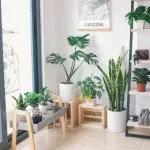 Ova biljka može vam pomoći da snizite temperaturu u stanu, ako nemate klimu