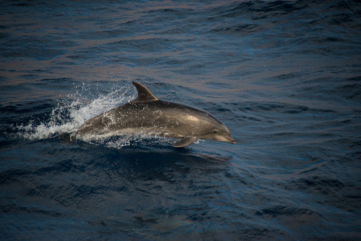 Snimak s Jadrana koji će vam ulepšati dan: Jato delfina priredilo pravu malu predstavu za turiste