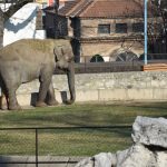 "Ovo mora negde da se prijavi": Slike životinja u beogradskom Zoo vrtu su najužasniji prizor koji ćete videti danas