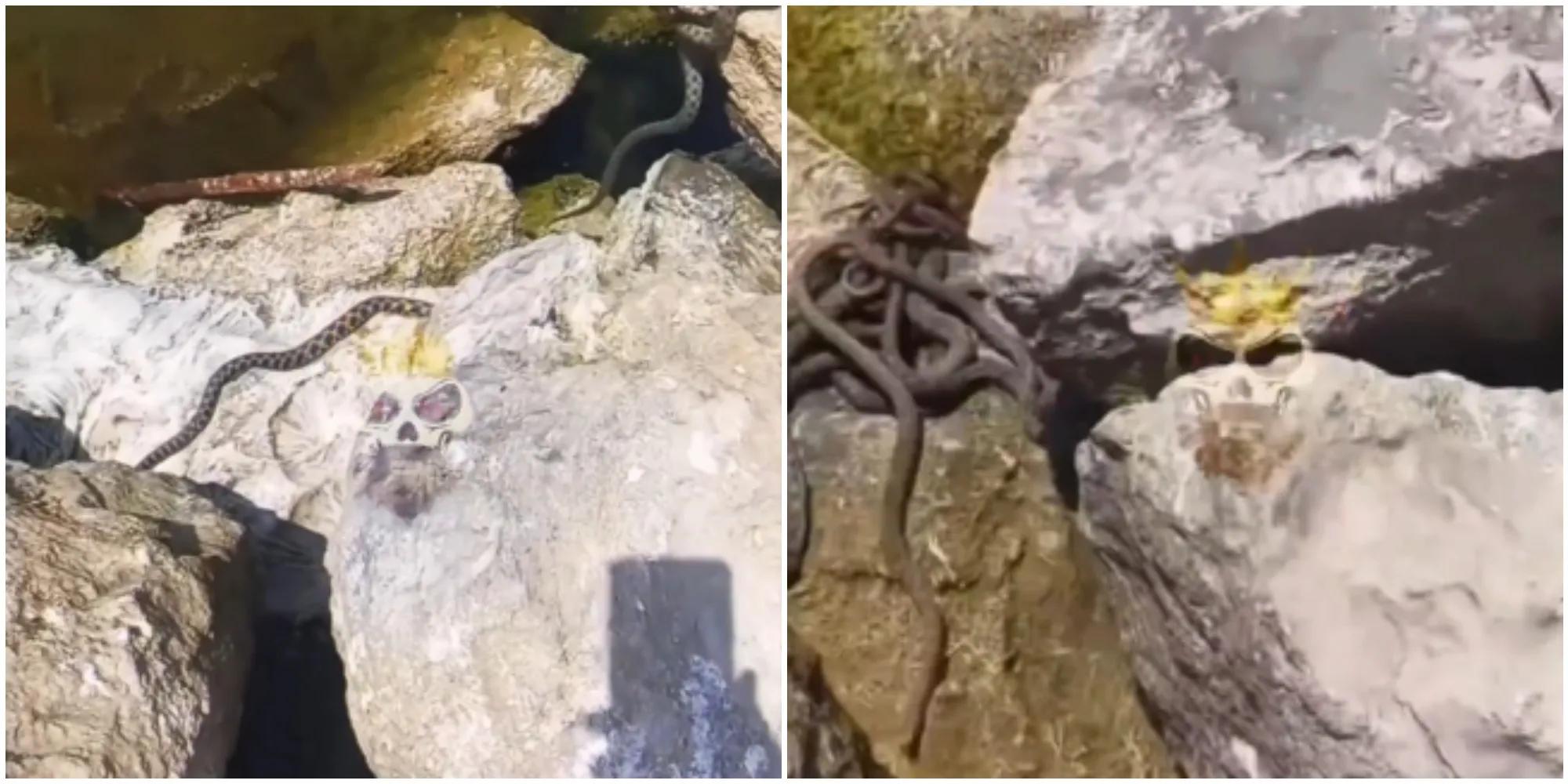 Snimak koji uliva zabrinutost: Plaža u komšiluku prepuna zmija