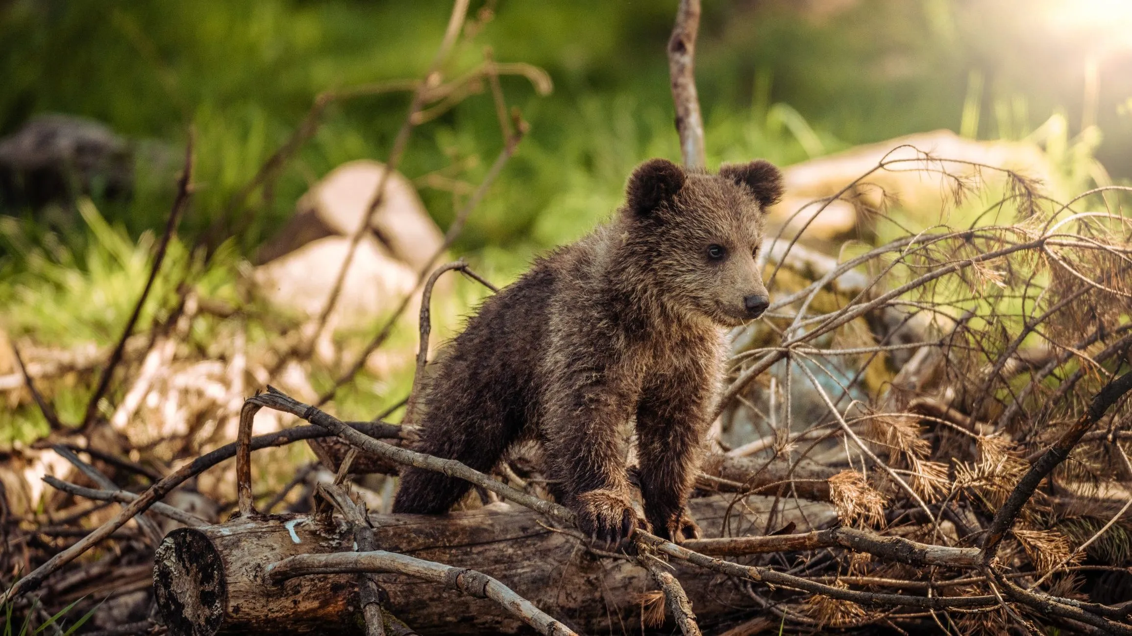 Kao iz crtanog: Snimak malog mede kod Kraljeva je nešto najslađe što ćete videti danas