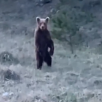 "Nema gore životinje od čoveka, od njega sve beži": Snimak medveda sa Zlatibora je tužna slika dana
