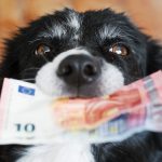On nudi 10 hiljada evra onome ko mu pronađe psa, može biti bilo gde u Srbiji
