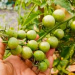 Zeleni paradajz: Zimnica koja osvežava